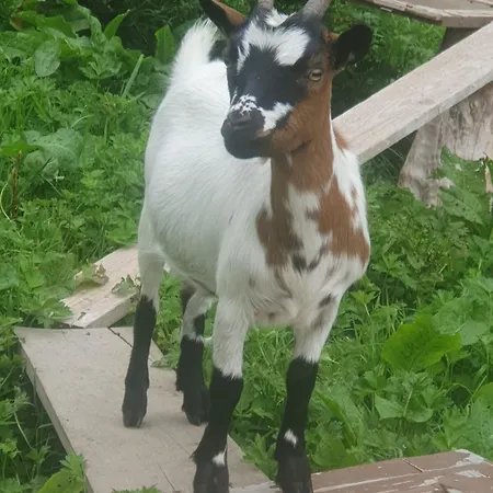 Апартаменты Du Paradis Normand