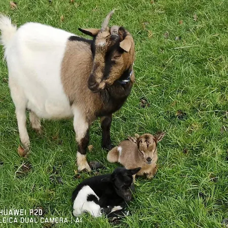 Апартаменты Du Paradis Normand *