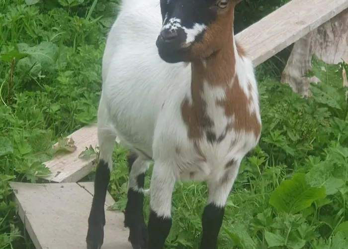 Lejlighed Du Paradis Normand