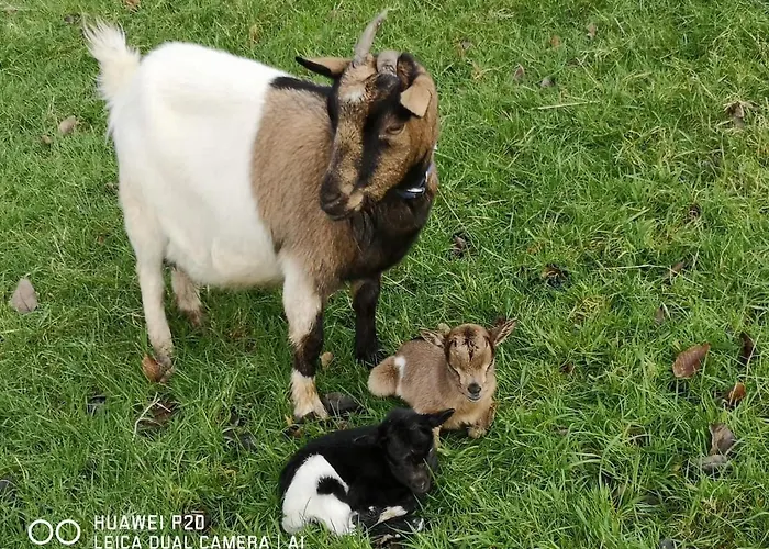 Daire Du Paradis Normand *